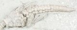 Macrocrinus Crinoid With Bryozoan - Indiana #55181-1